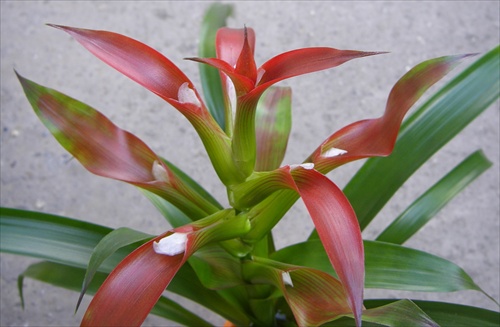 bromelia