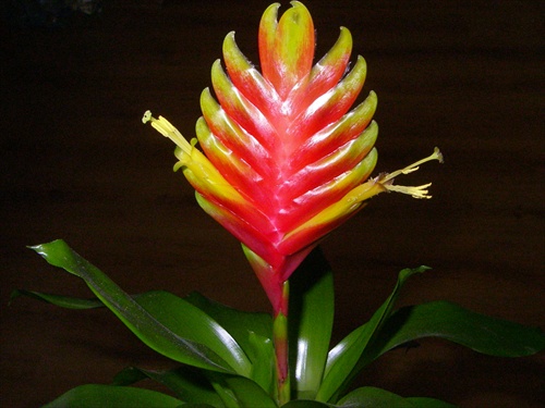 bromelia kvitne