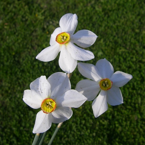 narcisky