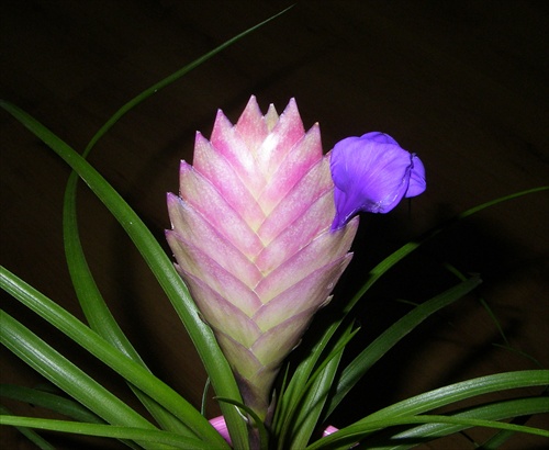 bromelia 2. pokracovanie,