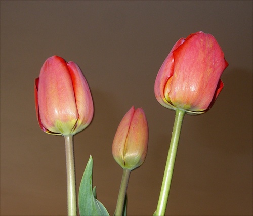 tulipaniky