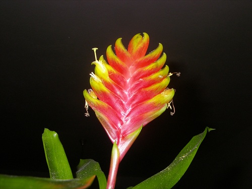 bromelia