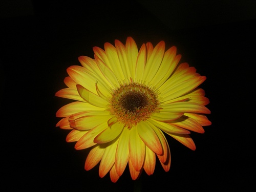 gerbera