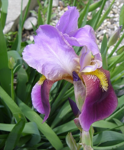 iris1.