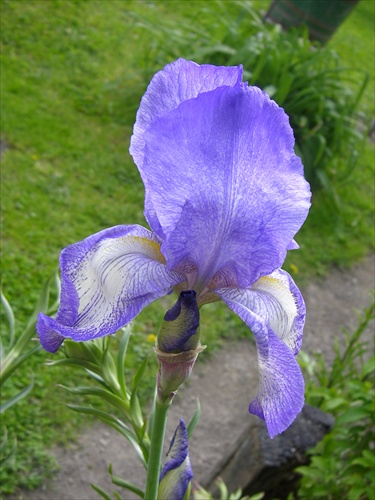 iris2.