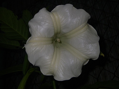 datura-anjelska truba