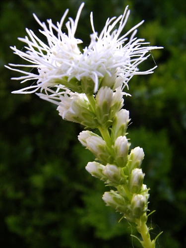 liatris spicata v bielom