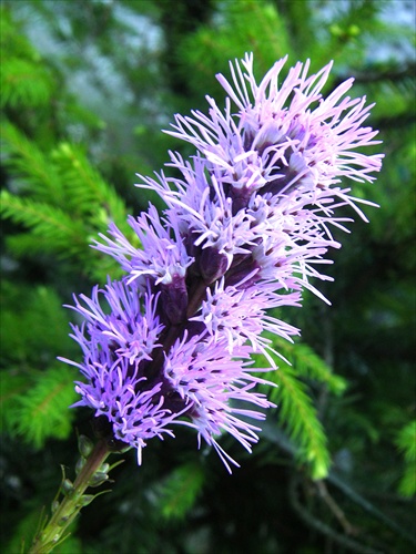 liatris spicata vo fialkovo-modrom