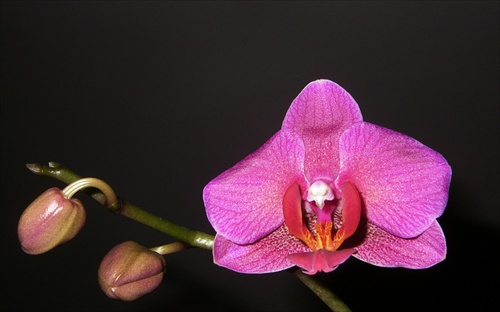 orchidea