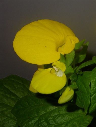 calceolaria-papučka,2.