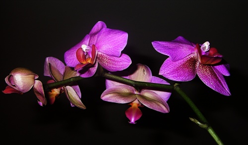 orchidea