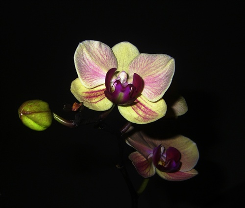 orchidea