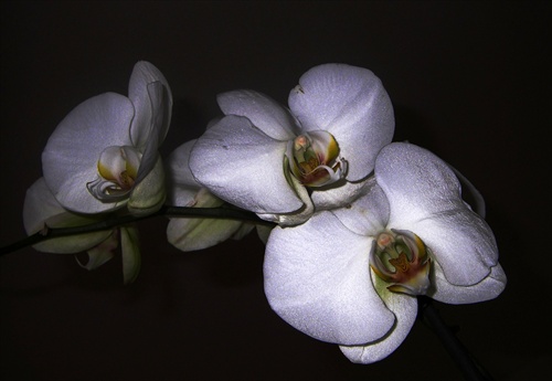 orchidea