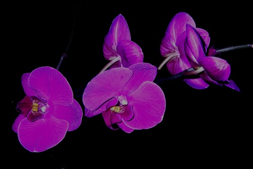 orchidea