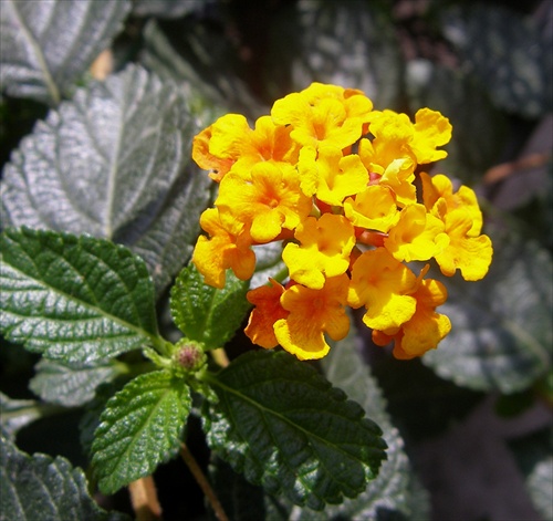 Lantana