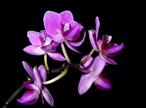 orchidea