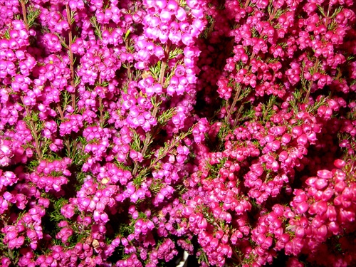 Erica gracilis