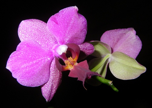 orchidea