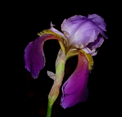 Iris