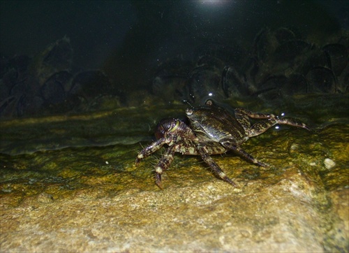 Morský krab