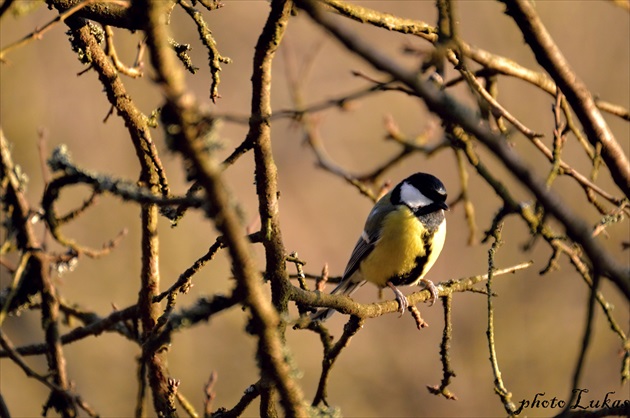 Sýkorka Veľká Bielolíca.(Parus Major)