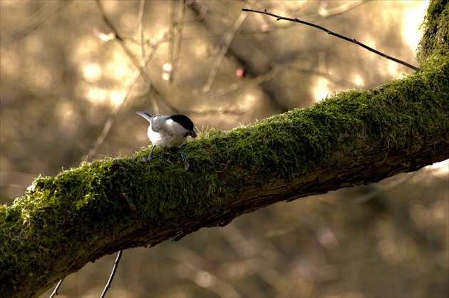 Parus ater.Sykorka uhliarka