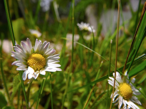 Bellis perennis