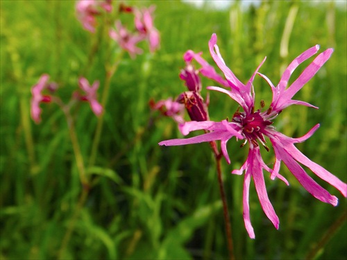 Lychnis flos cuculi