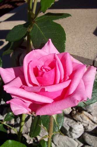 Rosa