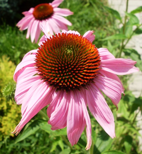 Echinacea purpurová