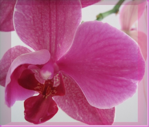 Orchidea