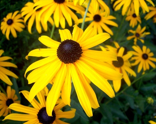 Rudbekie