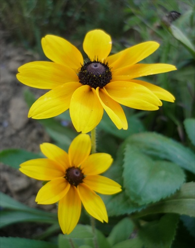 Rudbekia