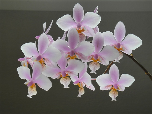 orchidea