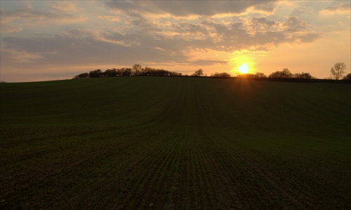 Field at dusk