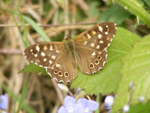 motyl