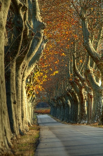 Allée des platanes I