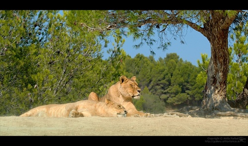 Siesta