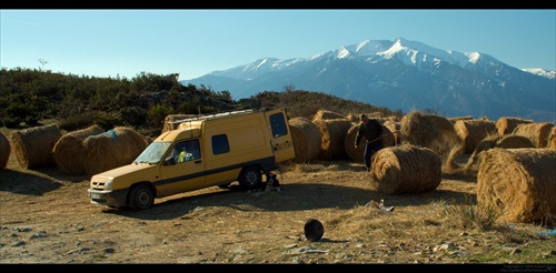 Pastier kráv pod Canigou