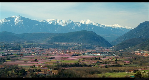 kvitnúce broskyňové sady pod Canigou