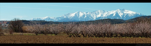 Canigou z mandľovníkového sadu