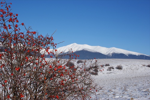 biela-modrá-červená