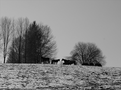 black horses