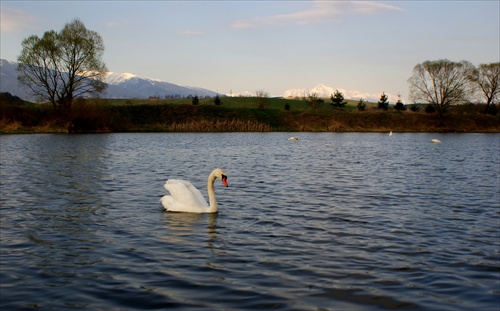 labuť a Kriváň