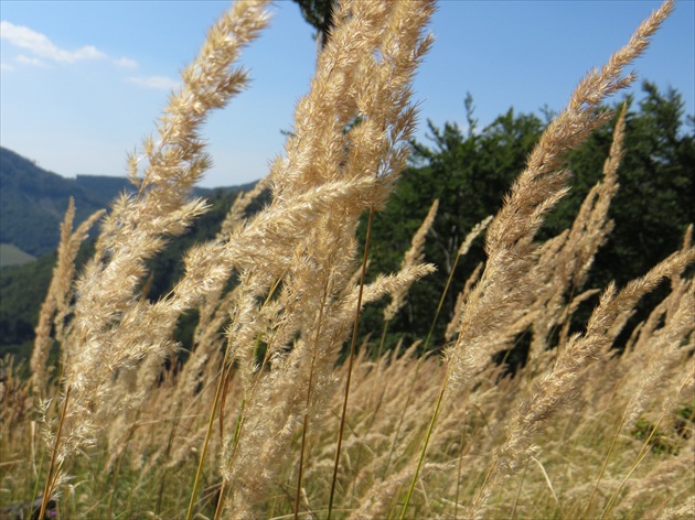 Zlaté klasy