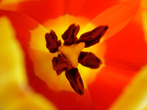 Tulipan