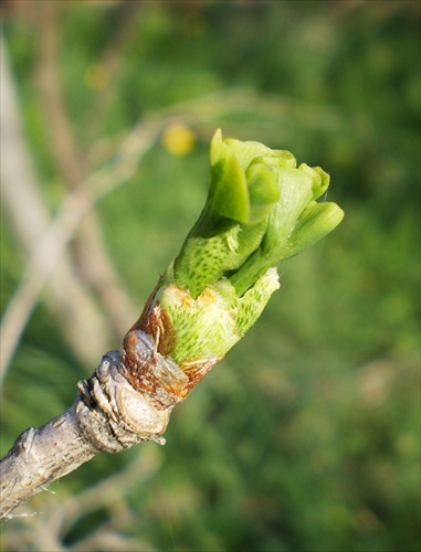 Ginko biloba