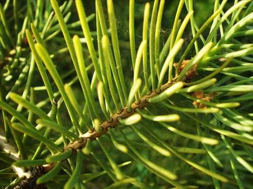 Detail ihličia abies concolor