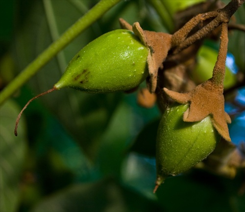 Tomentosa brothers