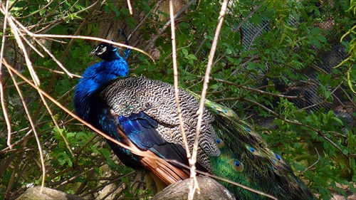 Zoo Bojnice.